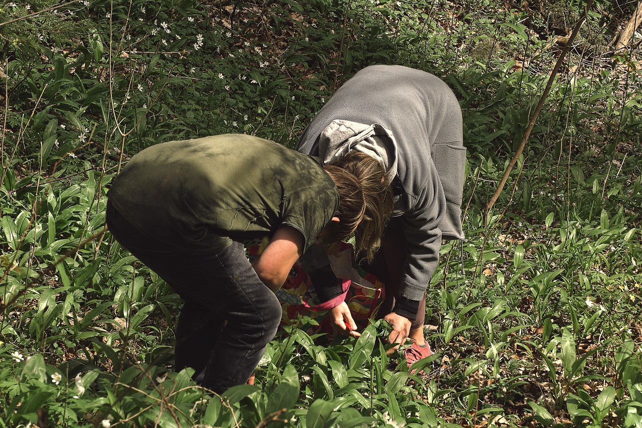 Medved&iacute; cesnak zber