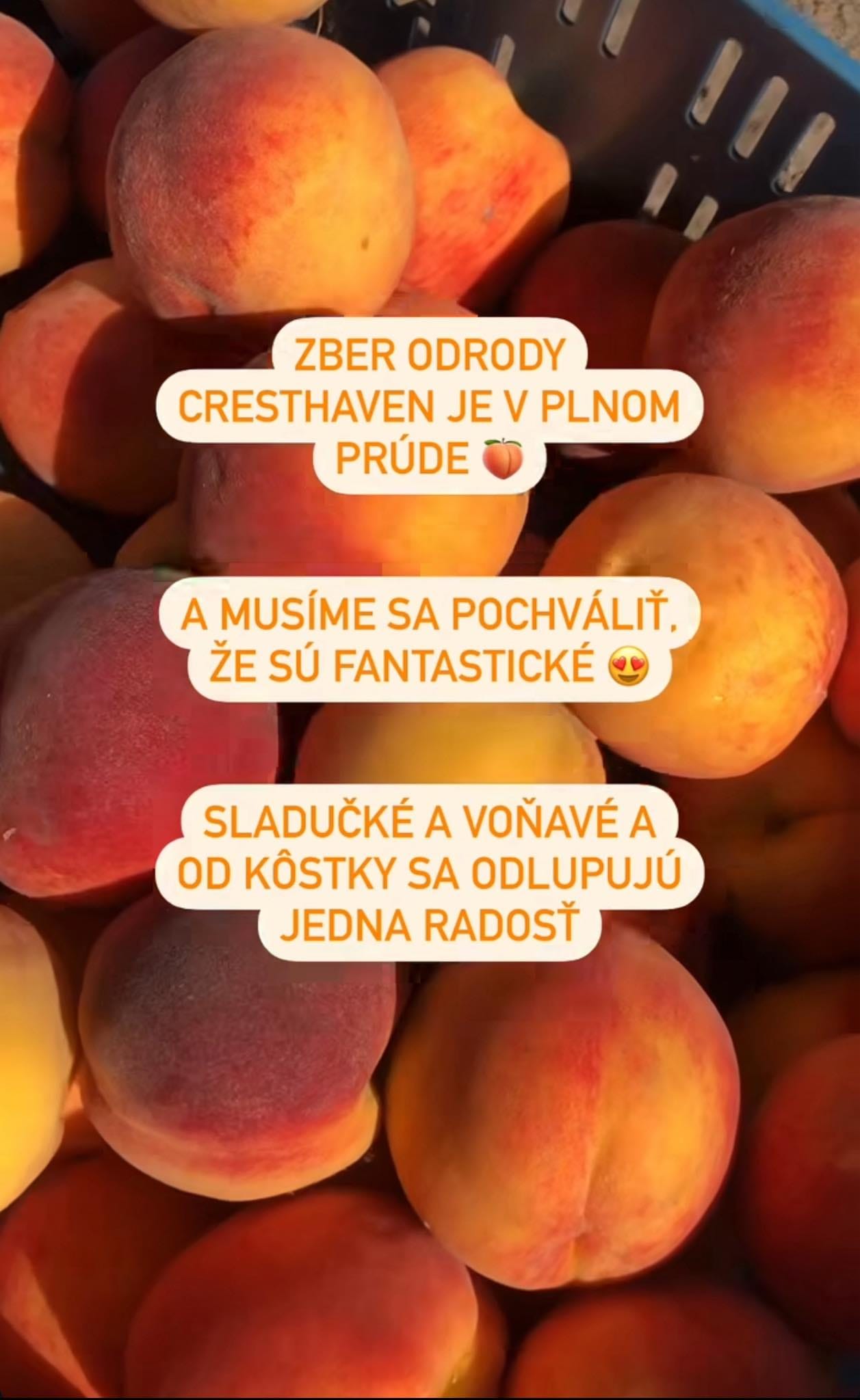 Samozber broskyn