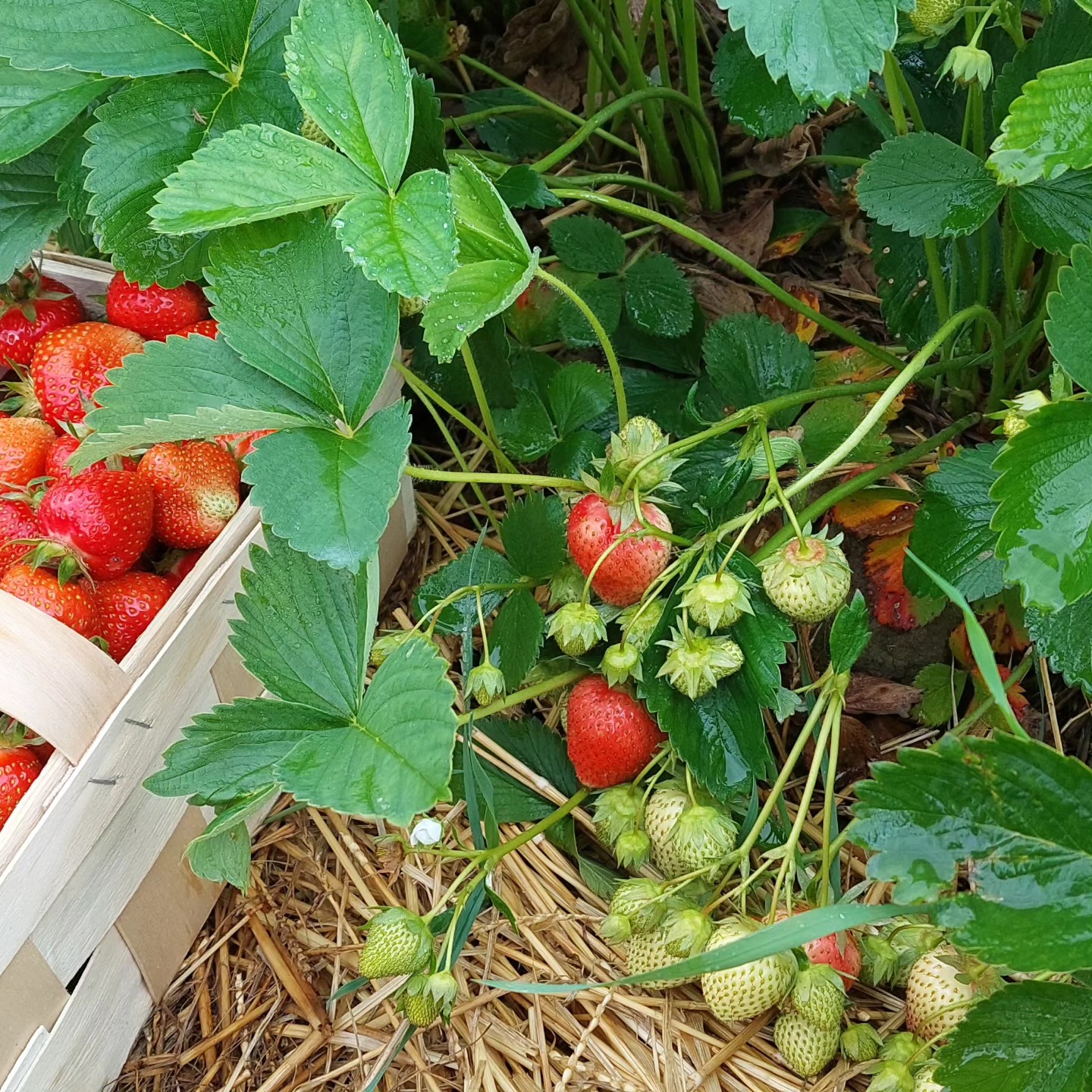 samozber rudina
