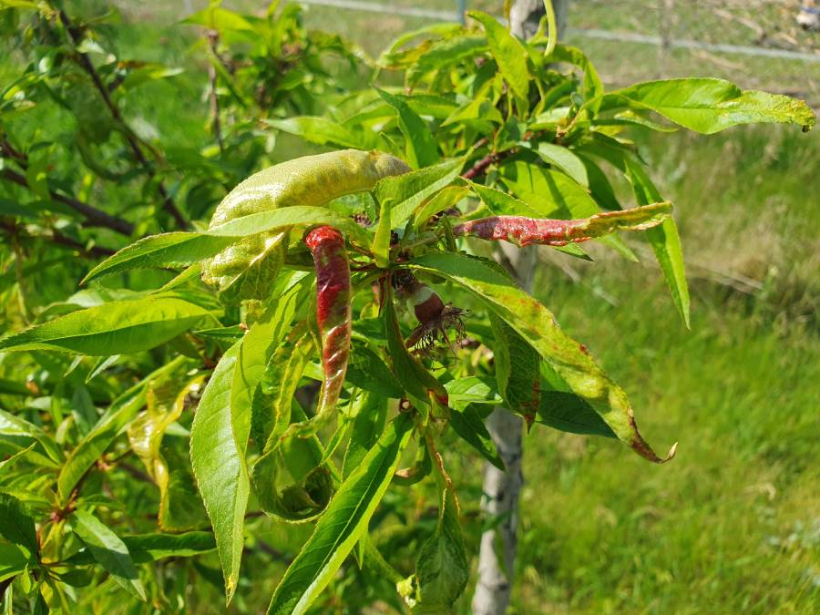 Kučeravosť brosk&yacute;ň