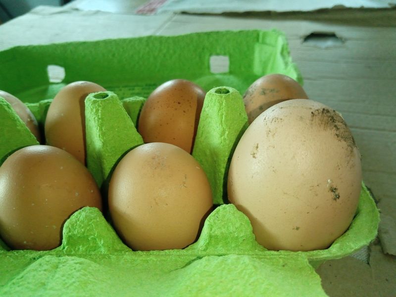 Domáce vajcia/vajíčka-BIO voľný chov