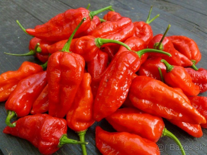 Čerstvé chilli papričky HABANERO