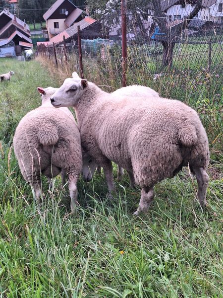 jahničky a barančeky a jahňacie mäso