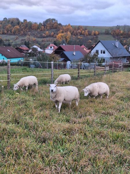 jahničky a barančeky a jahňacie mäso
