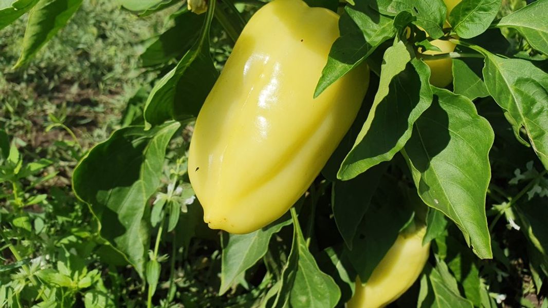 BIO Papriky