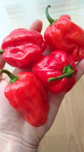 Predaj Jalapenos a chilli sadeníc a priesad