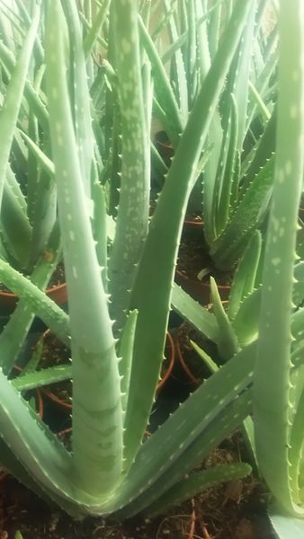Aloe vera - Aloe Barbadensis Miller