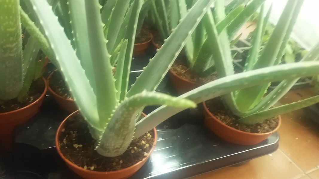Aloe vera - Aloe Barbadensis Miller