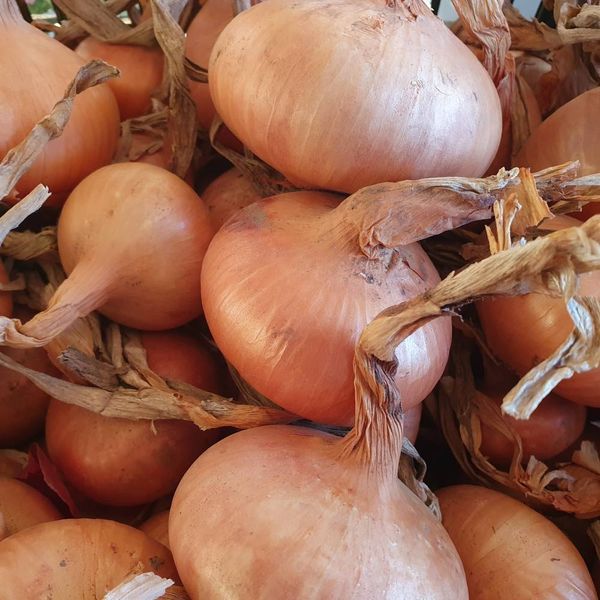 Bio Cibuľa 