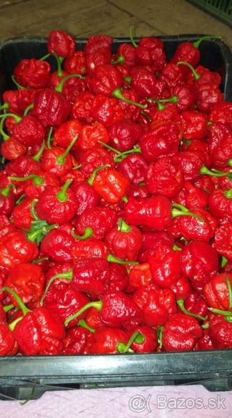 Predaj priesady sadenice planty chilli papriky