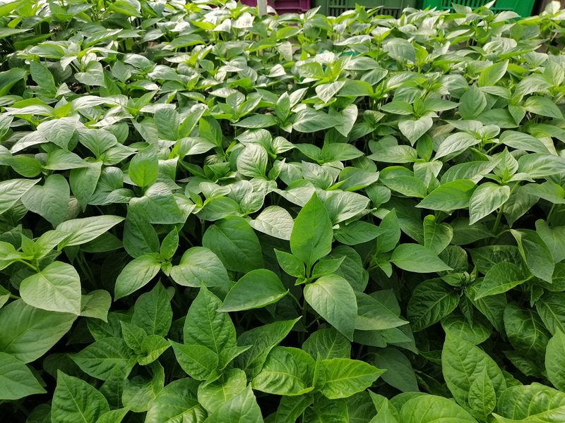 Predaj Jalapenos a chilli sadeníc a priesad