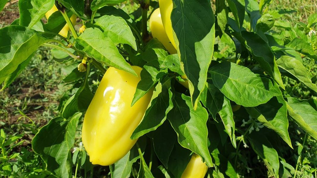 BIO Papriky