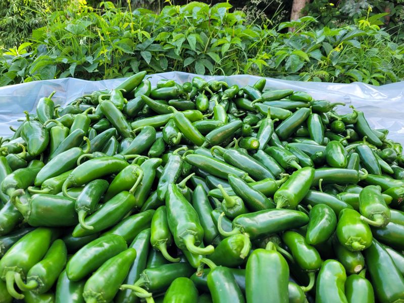 Jalapeňo čerstvé papričky