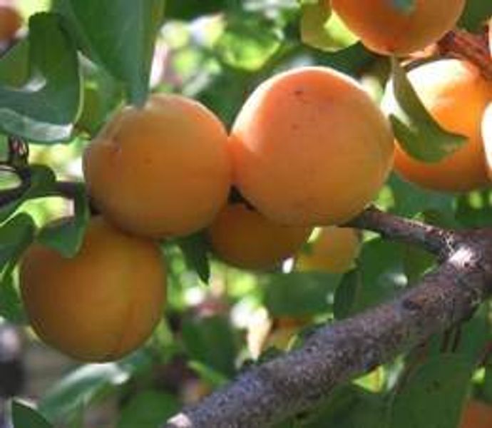 Poctivá domáca zelenina a ovocie – priamo z našej záhrady! 🍅🍏
