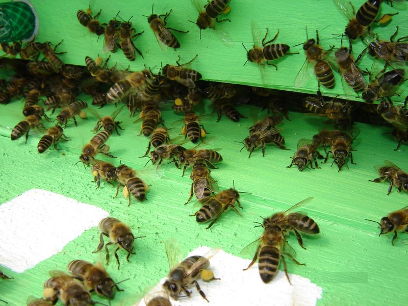 Včelí obnôžkový peľ - sušený - rok zberu 2021