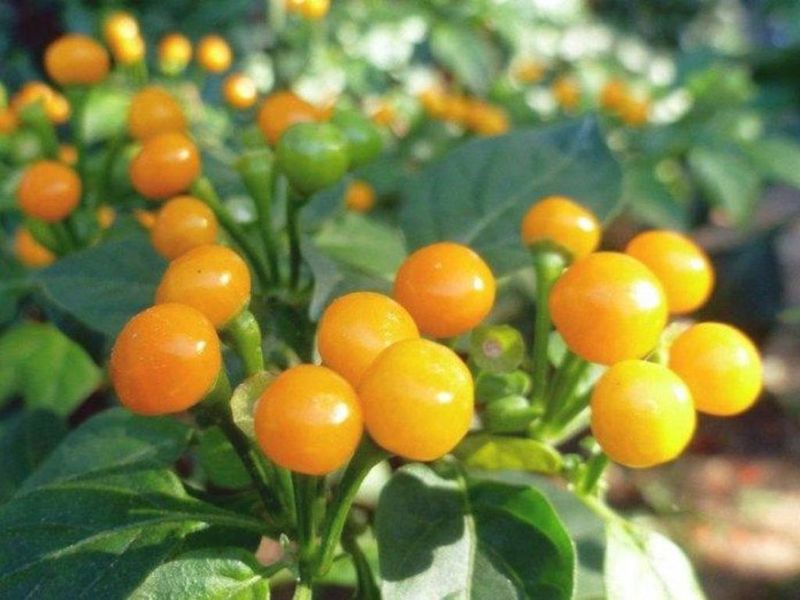 Predaj Jalapenos a chilli sadeníc a priesad