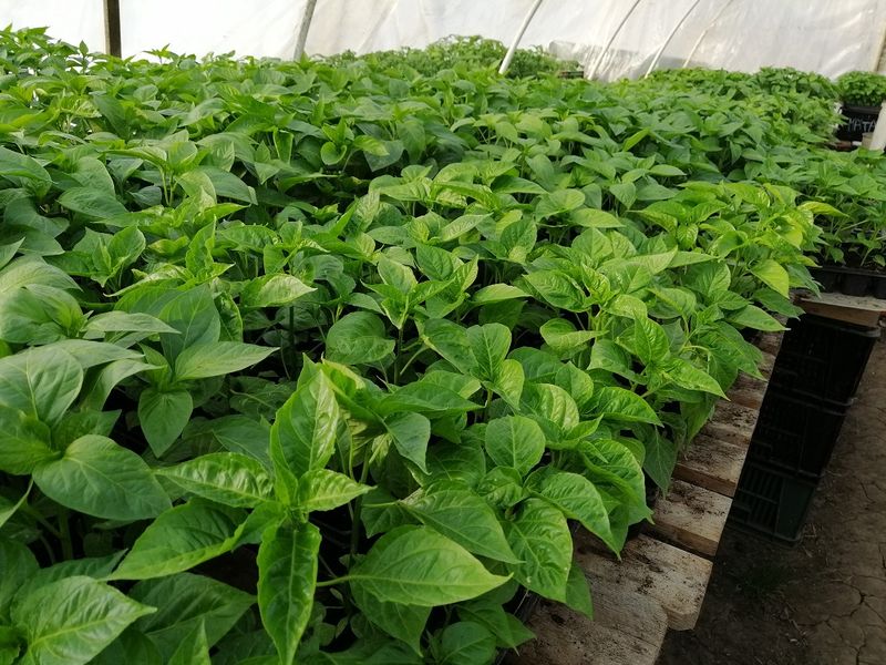 Predaj Jalapenos a chilli sadeníc a priesad