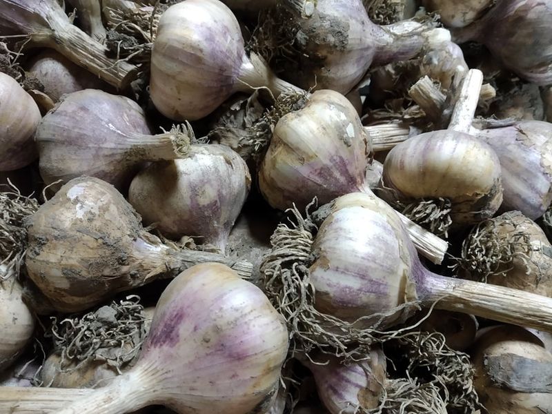 Poctivá domáca zelenina a ovocie – priamo z našej záhrady! 🍅🍏