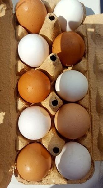 Vajíčka