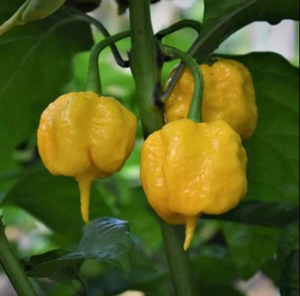 Predaj Jalapenos a chilli sadeníc a priesad
