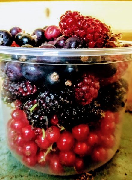 Poctivá domáca zelenina a ovocie – priamo z našej záhrady! 🍅🍏