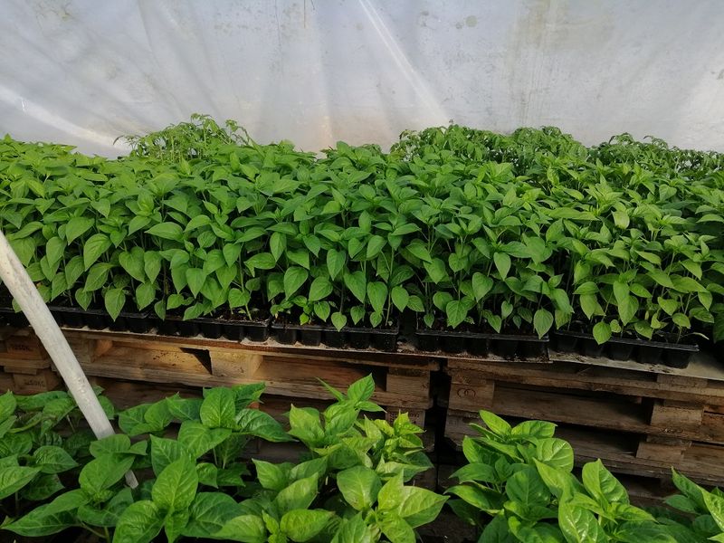 Predaj Jalapenos a chilli sadeníc a priesad