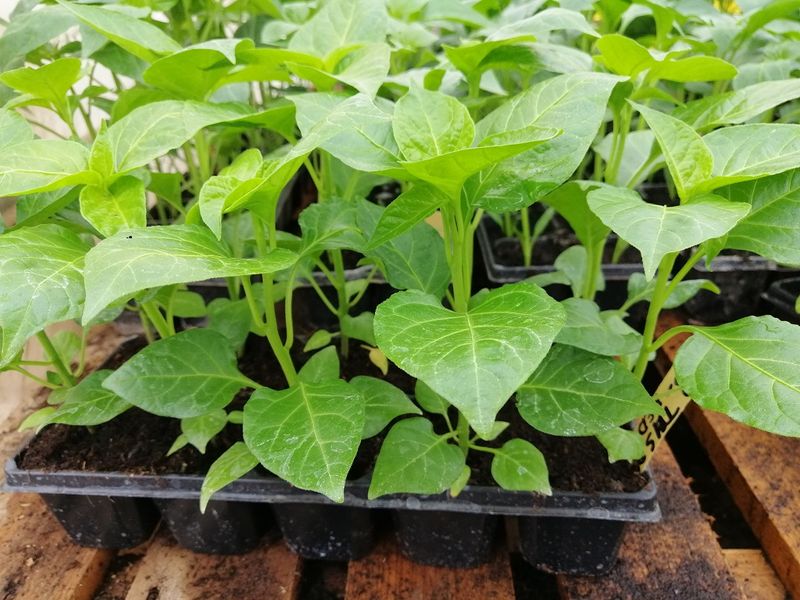Predaj Jalapenos a chilli sadeníc a priesad