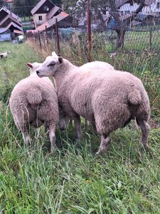 jahničky a barančeky a jahňacie mäso