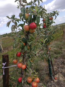 Jablká - odroda PINOVA