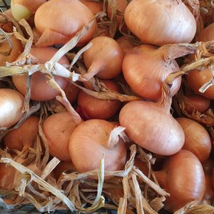 Bio Cibuľa 