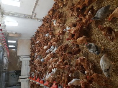 Očistené gazdovské kurčatá