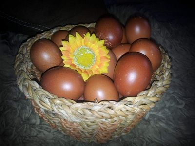 Vajíčka