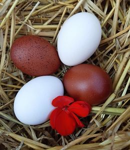 Vajíčka z voľného chovu