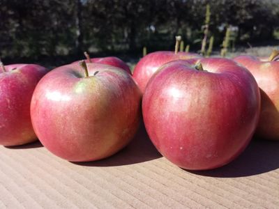 Jablká Idared