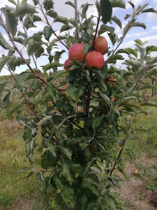 Jablká - odroda KARNEVAL