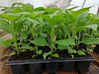 Predaj Jalapenos a chilli sadeníc a priesad